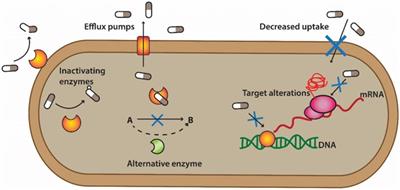 Therapeutic proteins have the potential to become new weapons in the fight against antibiotic resistance